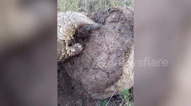 Animals with the Longest Tongues