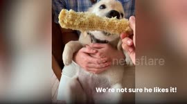 Pets Trying New Food