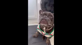 Frenchie is tired of her owner not giving him snacks, he orders a snack machine by himself!