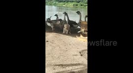 Goose and dog hilariously interact