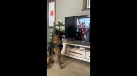 Retired Police Dog Salute To Flag As It Watching Flag-Rising Ceremony On TV in China