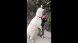 Needy Alpaca clings to Chinese man and refuses to let him go