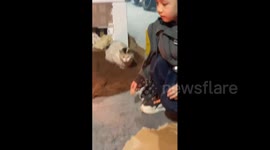 Child Kindles Fire to Warm Shivering Stray Cats in Hunan, China