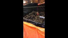 Hundreds of frogs jumped out of the water when they heard the sound of the man's hand drum