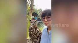 Owl with lazy droopy eyes looks at camera while boy takes video selfie