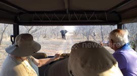 Tourists panic as elephant feeding nearby begins to charge at vehicle