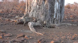 Hyena den by a tree with pup in Mashatu Game Reserve, Botswana