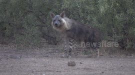 Rare brown hyena sighting at Mashatu Game Reserve, Botswana