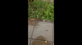 Unexpected hailstorm delights student in Nairobi