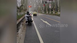Group of wild boars astonish motorists as they line up to cross road at traffic light
