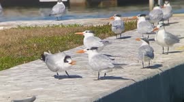 Royal Tern puts on performance in front of its flock at national park