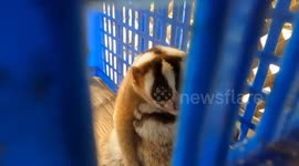 Adorable baby slow loris and her mum rescued after being found in bamboo due to be harvested