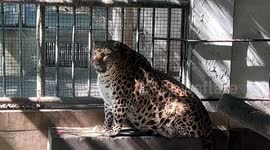 Chubby leopard's seal-like appearance makes it an internet sensation in China