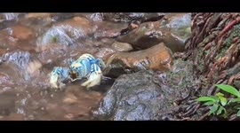 Lammington Crayfish (Euastacus Sulcatus) in its natural habitat. They can be found roaming the forest floor when conditions are damp, usually after substantial rainfall, actively searching for a mate, new territory or food.