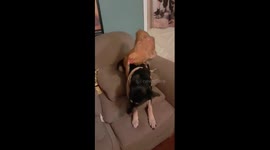 Dog And Chicken Chill On Couch