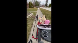 Strolling Pug Finishes Walk On Lap