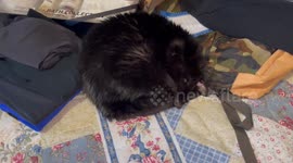 13 year old black cat loudly snoring while curled up on bed