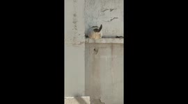 Rotund Chinese Cat Caught Itself Stuck in Hole