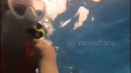 Snorkeling encounter with a pod of wild Spinner dolphins in Hawaii