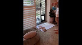 Daphne the dog does a happy dance after mastering the dog door