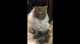 Texas cat caught red-handed with lucky charms cereal