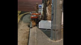 Locals amused as game of cat and mouse erupts on South Korean street