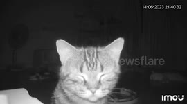 Curious pet cat captured staring into CCTV at night