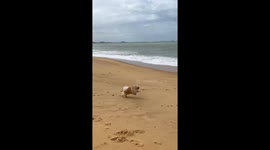Beach surprise: puppy Thomas makes a splash in Brazil