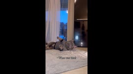 French Bulldog gets scared from a crab! Very funny!!