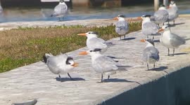 Biscayne National Park's Royal Tern Delights Audience in Miami, FL, USA