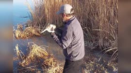 Rare Yellow-Billed Loon Found in Bellagio Fountain in Las Vegas, NV, USA