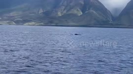 Whales off the Coast of Maui in HI, USA