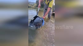 Massive brown trout stocked at Eildon Pondage in Victoria, Australia