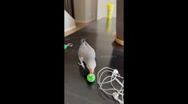 Keanu the Quaker parrot playing with a bouncy ball
