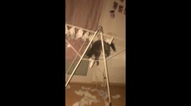 Kitten Is a Sock Thief