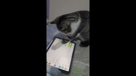 Clever Chinese Cat Amuses Owner by Sending WeChat Messages