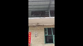 Visitor sees pet dog that looks like it has four eyes