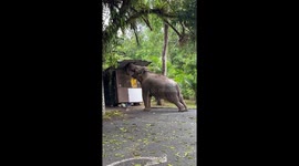 Wild elephant attacks car park rubbish shelter in Thailand