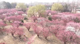 Plum Blossoms at Huaiyin Normal University in China
