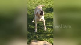 Funny Animal Sneezes