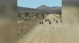 Fastest Animal Chases