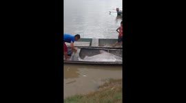 Es en el rio amazonas es hermoso ese pez es grande me gusto como lo agarraron ya q no es fácil pescar un pez de ese tamaño