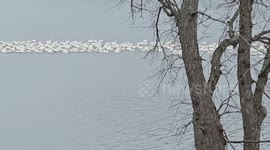 Massive pelican parade stuns spectators on US lake