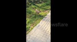 Fawn Flees from Pedestrian in Chinese Forest in Nanjing