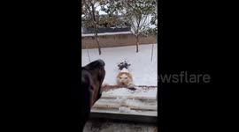 Cat cling tightly to a windowsill in Jingzhou, China