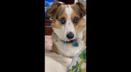 'All that for a Ritz Cracker' - Cute Corgi puts on a drooly spectacle upon catching sight of favorite snack
