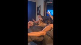 Hasty dog's love for attacking shadows almost gets her into trouble!