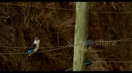 Kingfisher birds are known for their vibrant colors and impressive hunting skills