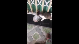 Mother cat found carrying garbage bag of food home to her hungry kittens