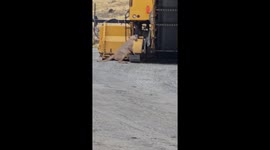 Puma encounter halts construction in Chile: Mother retrieves cub from machinery